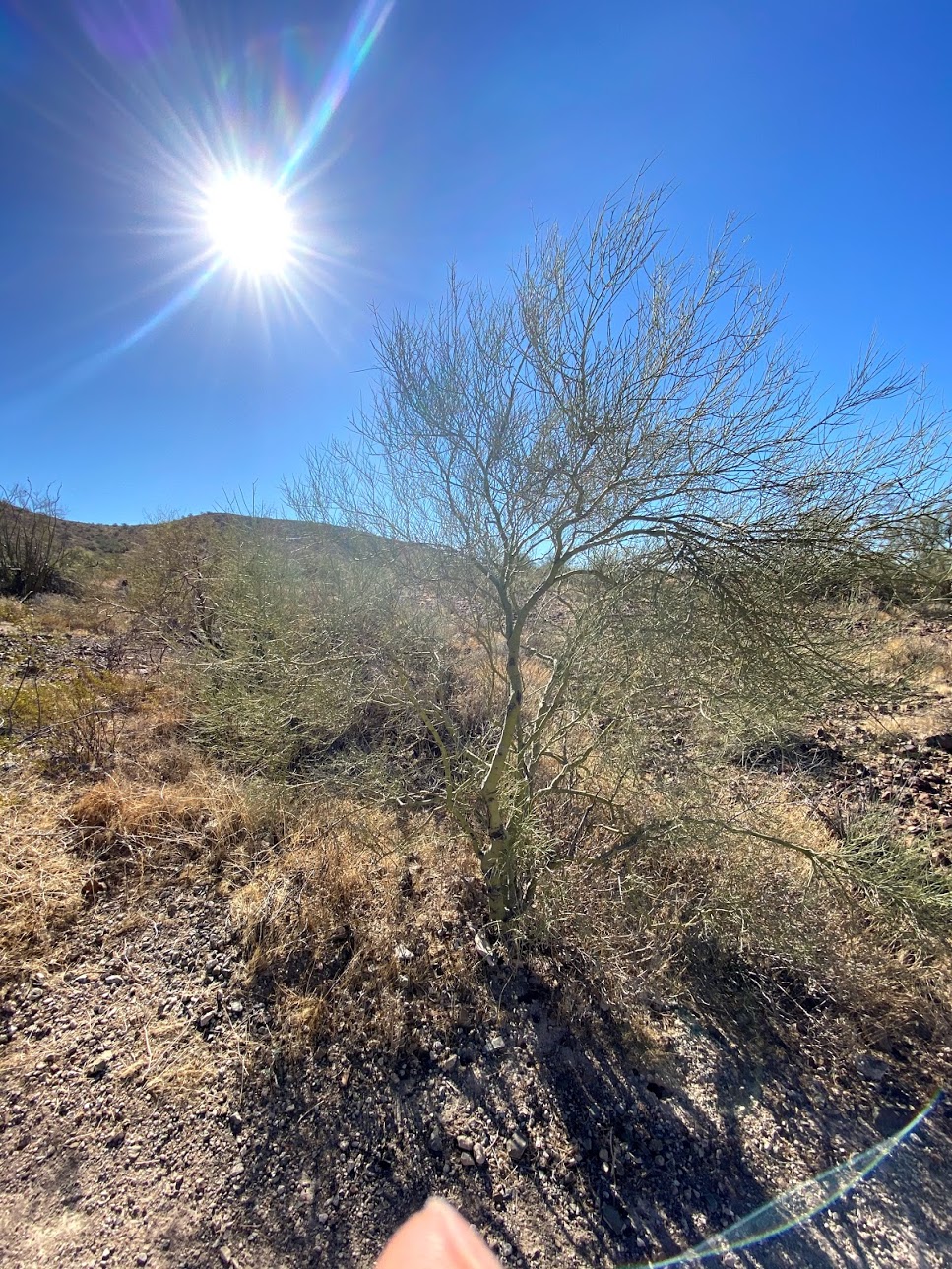 Palo Verde Tree